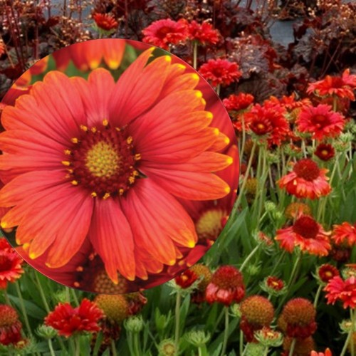 Gaillardia 'Sun Buddies Red' - Mõrsjalill 'Sun Buddies Red'